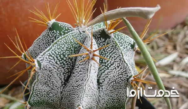 کاکتوس کلاه‌ کشیشی